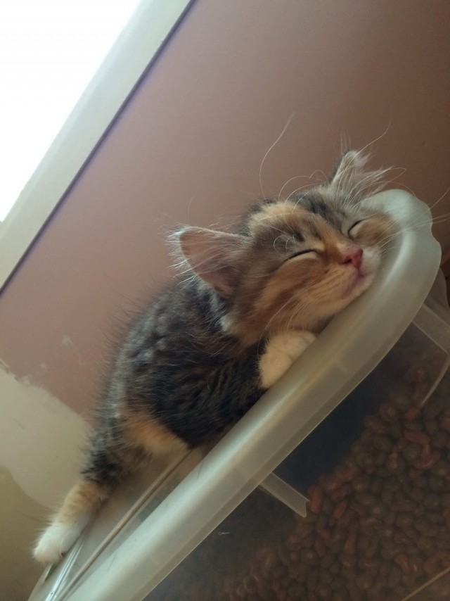 Коты и Кошки
