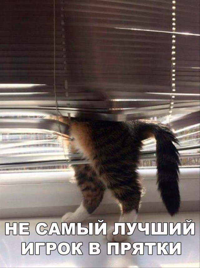 Коты и Кошки