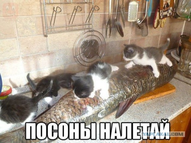 Вот это улов, не улов, а Уловище.