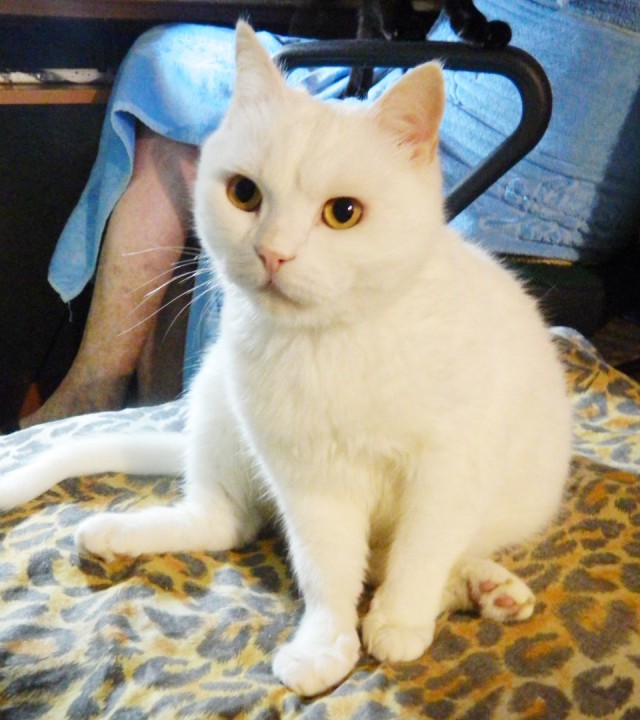 Когда повезло с котом.