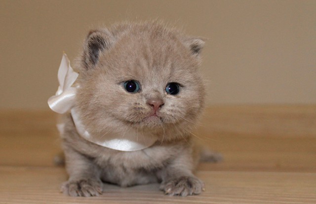 Коты и Кошки