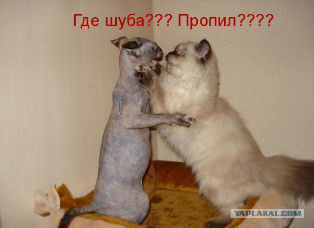 Дурацкие картинки