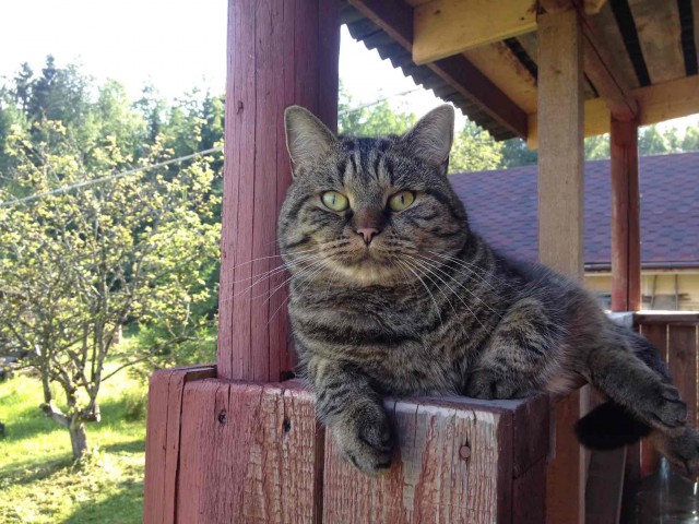 Котовторник 9.01.2018