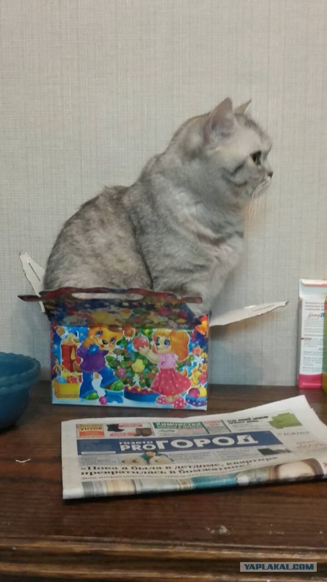 Котовторник  23.01.2018