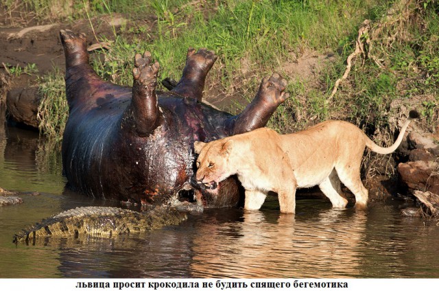 Удивительные примеры дружбы между животными.