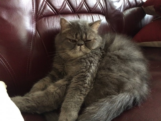Котовторник ждали? А вот и он!