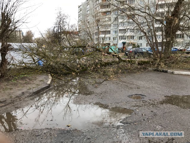 В Москве из-за шторма пострадали 12 человек