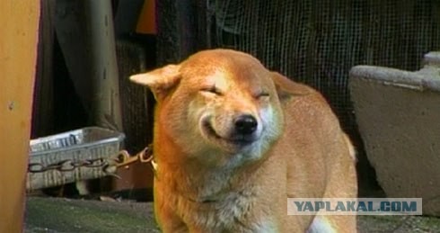 Улыбающийся пёс