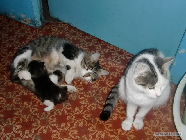 Котовторник, 19 октября