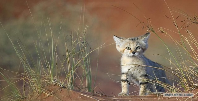 Котовторник с Максом