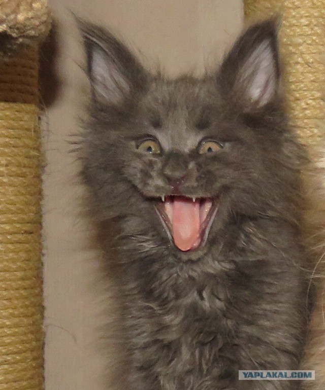 Котейка зевнул