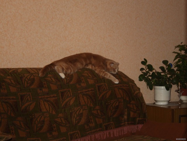 Котовторник 1.11.11