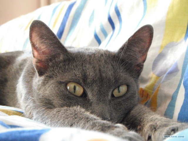 Котовторник 22.11.11