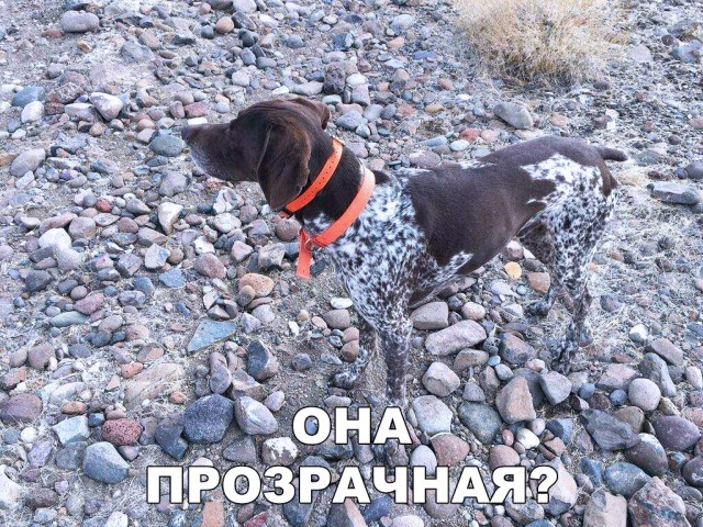 Нестандартный юмор