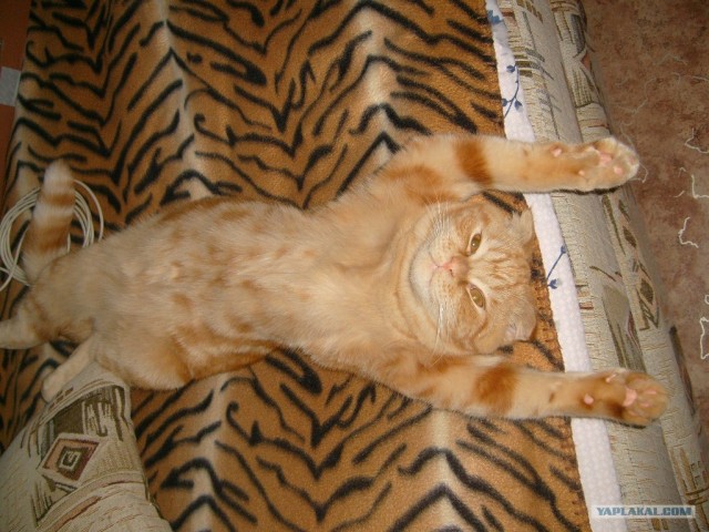 Котовторник 27.12.11