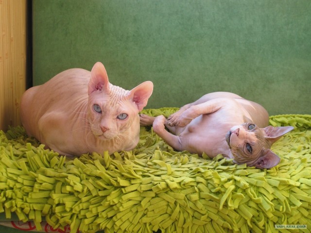 Котовторник (24. 01. 2012 )