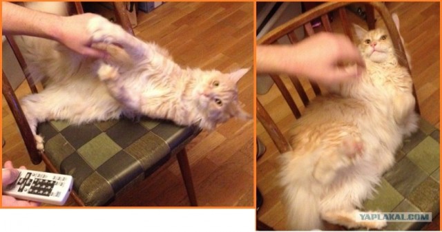 Котовторник   5.06.2012