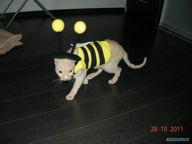 Котовторник  4.09.12