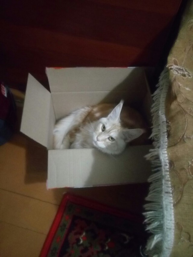 Забавные фото котеек