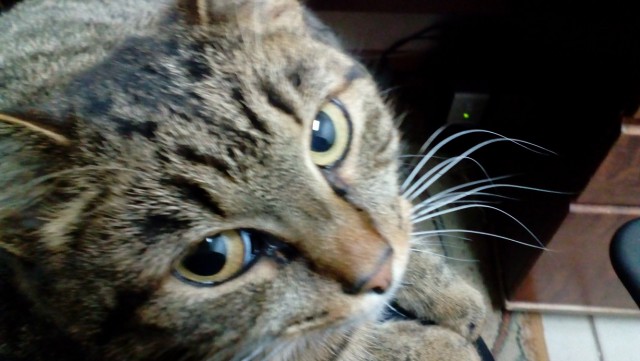 05.03.19 Котовторник же