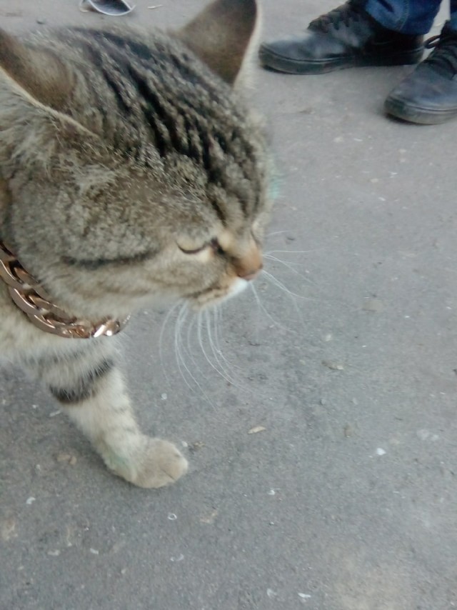 Котопост. Просто антикризисный котопост