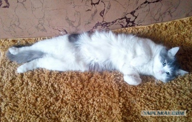 Давайте по котикам, которые с нами на самоизоляции