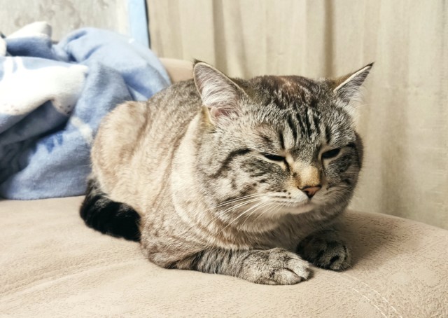 Про котов