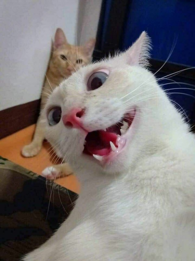 "Удоли!" Дурацкие фото котеек, которые они просили не показывать