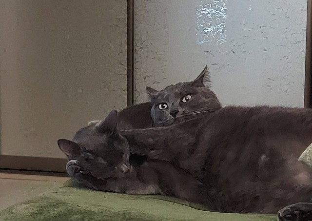 Котовторник.