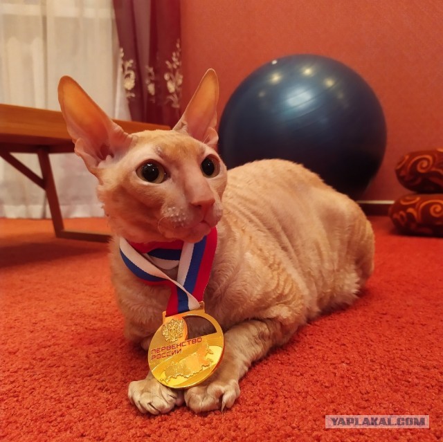 Котовторник. Добавляйте своих