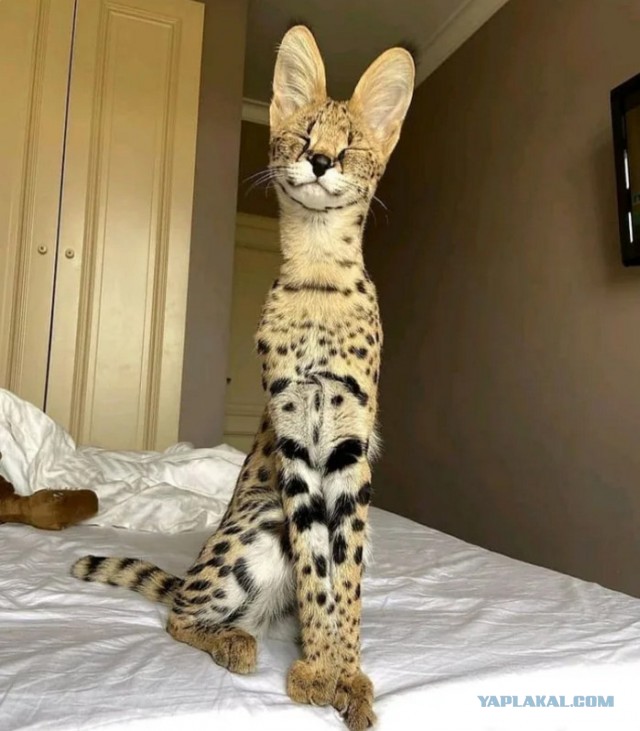 Кошкин день! Я, видимо первый.