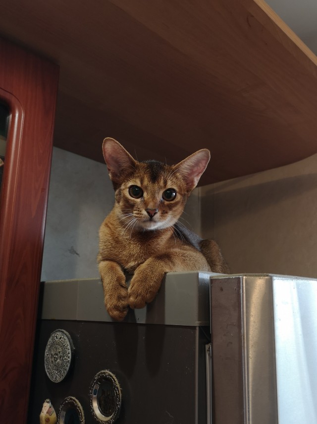 Котовторник же очередной