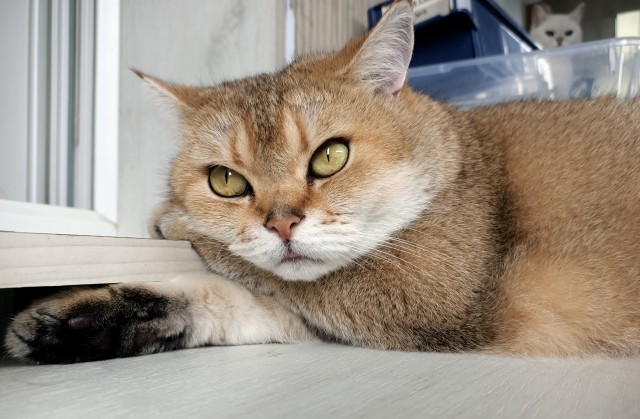 Котовторник (свои добавляем)