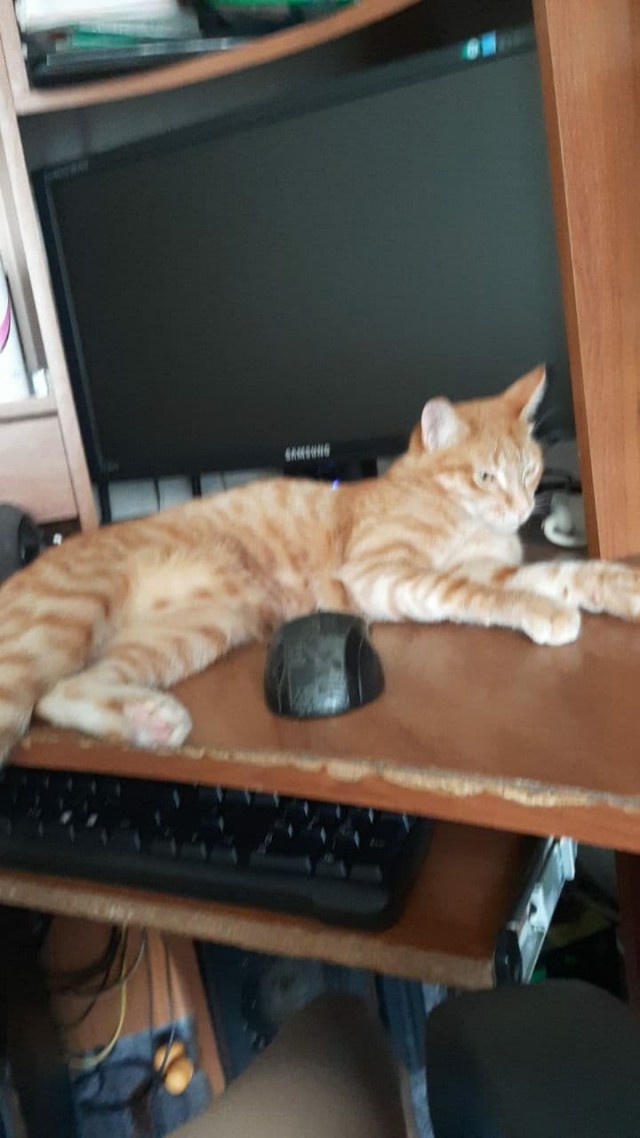 Последний котовторник лета