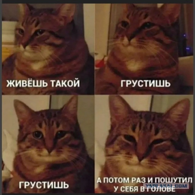 Веселые картинки и видосики