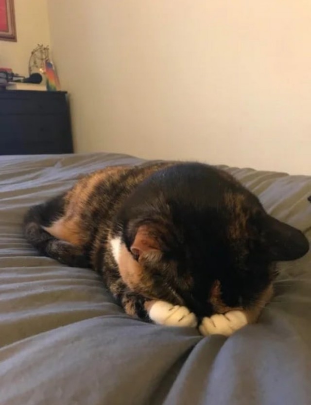 Объясняю коту о пользе гречки