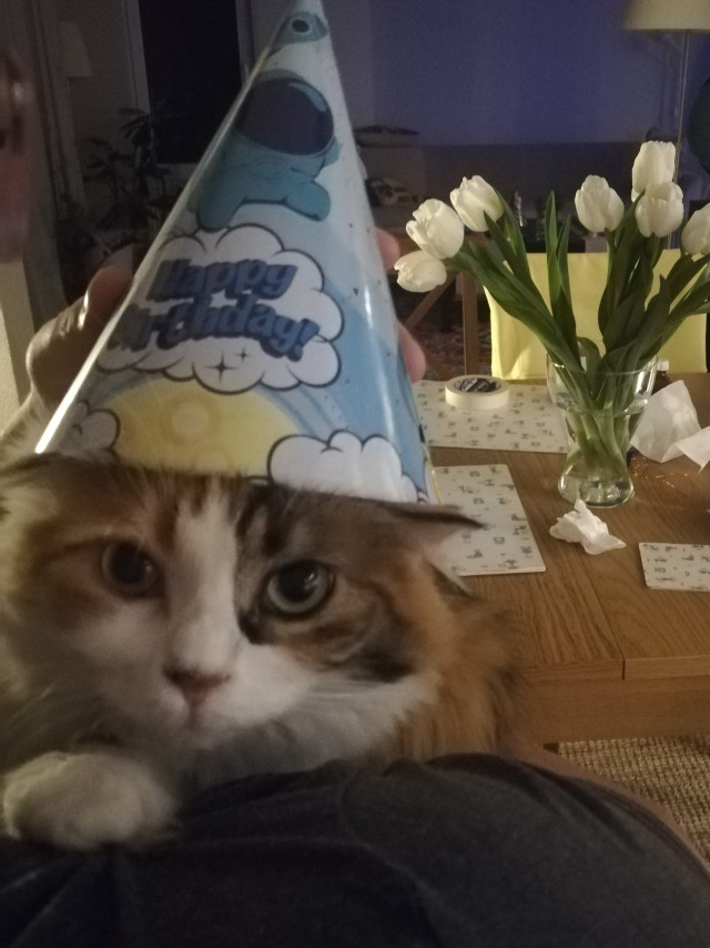 А что это мы котовторник не начинаем? Время пришло!
