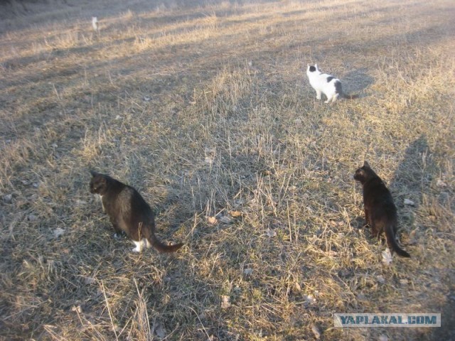 Жизнь домашнего приюта для котеек 386