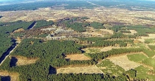 В РФ решили упростить вывоз леса за рубеж