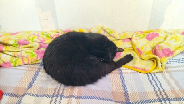 А вот и котовторник 24.05.2022