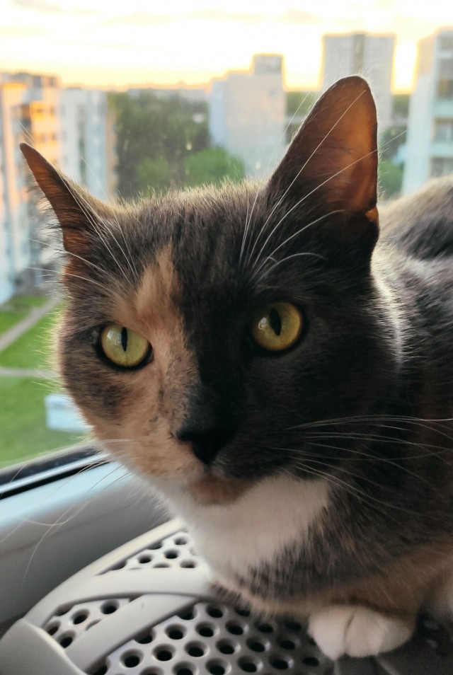 Котовторнику быть