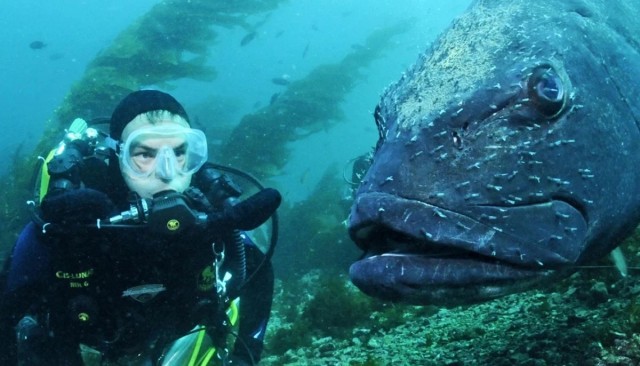 Гигантский морской окунь: один из крупнейших обитателей рифа, где он неоспоримый король.