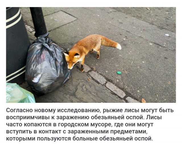 Пандемия съехавших крыш - разновидности болезни. Россия и мир. Часть 40.