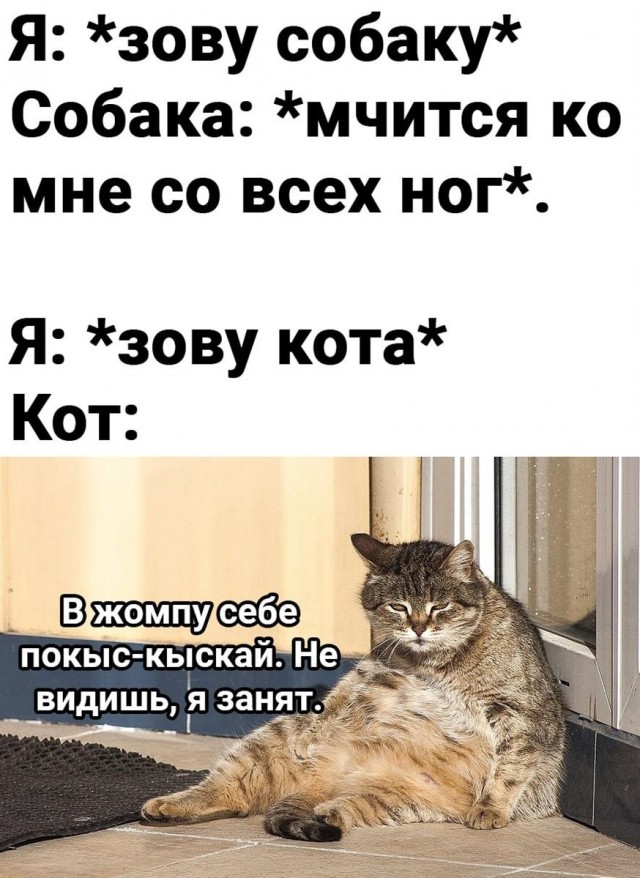Пандемия съехавших крыш - разновидности болезни. Россия и мир. Часть 41.