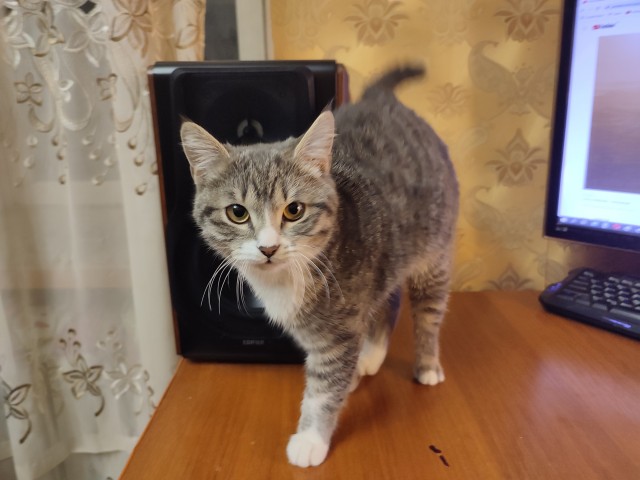 Котовторник 18.10.22