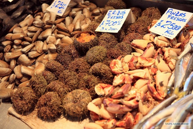 Южно-Американский дневник. Чили. сантьяго