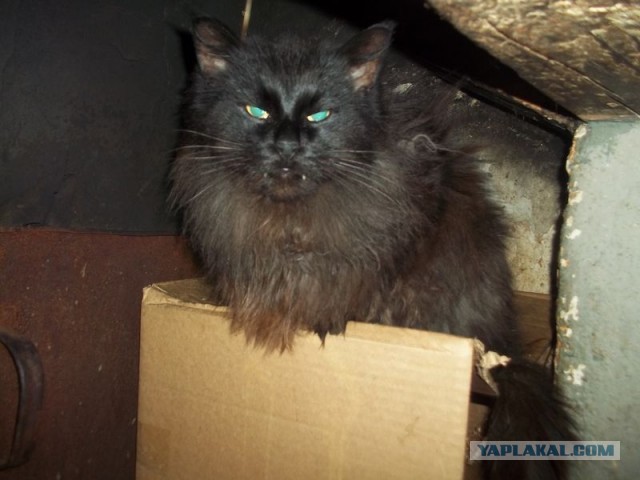 Жизнь домашнего приюта для котеек 429