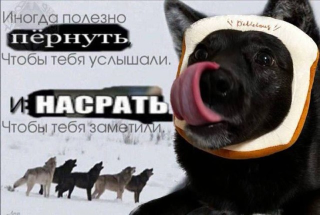 Весёлый полтишок 21.02.23