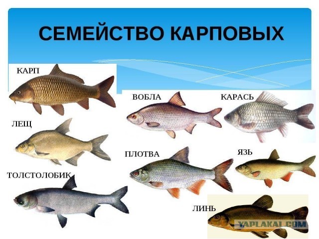 Поговорим о том, кто как жарит