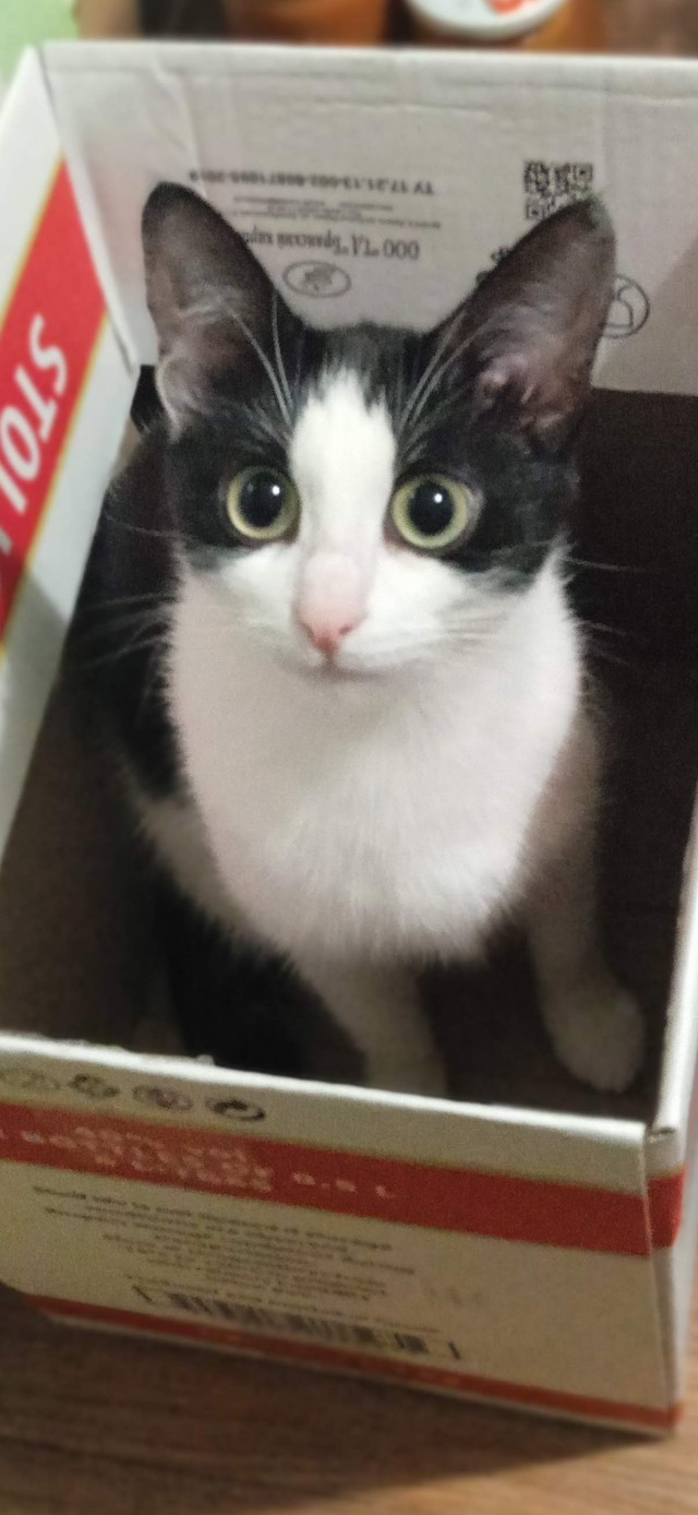 Котовторник 7.11.23